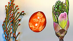 Foto und Illustrationen von Pflanzen