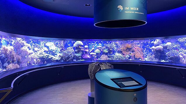 Ein großes Becken im Aquazoo.