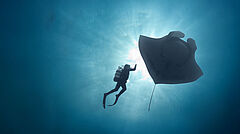 Foto: The Last Dive Taucher mit Rochen