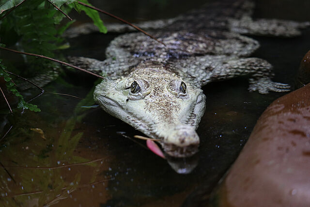 Australienkrokodil im Aquazoo Löbbecke Museum