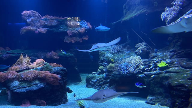 Fische im Becken im Aquazoo