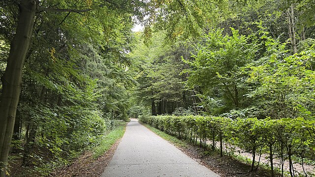 Waldweg