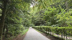 Waldweg