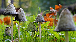 Pilze auf einer Wiese
