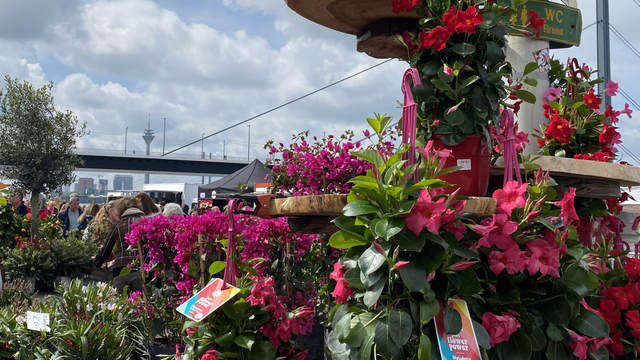 Blumen auf dem Fischmarkt