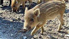Frischlinge schnüffeln am Boden