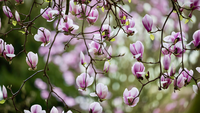 Magnolien