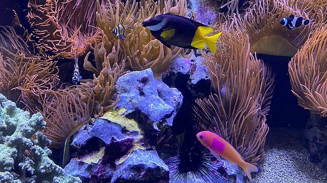 Fische und Korallen im Aquarium.