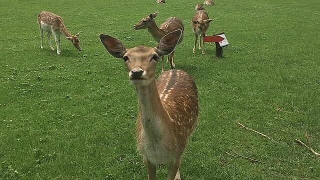 Reh ganz nah und viele Rehe im Hintergrund.