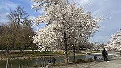 Ein blühender Kirschbaum