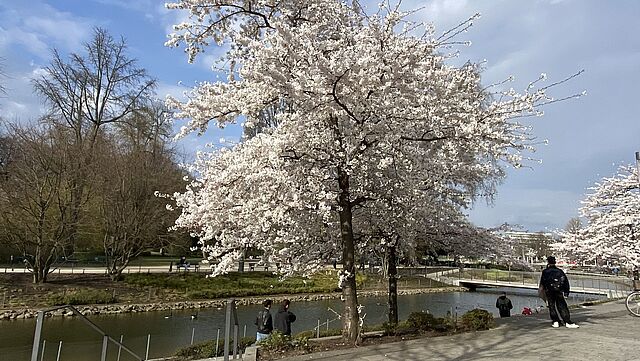 Ein blühender Kirschbaum