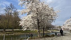 Ein blühender Kirschbaum