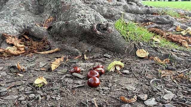 Kastanien und Laub auf dem Boden