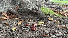 Kastanien und Laub auf dem Boden