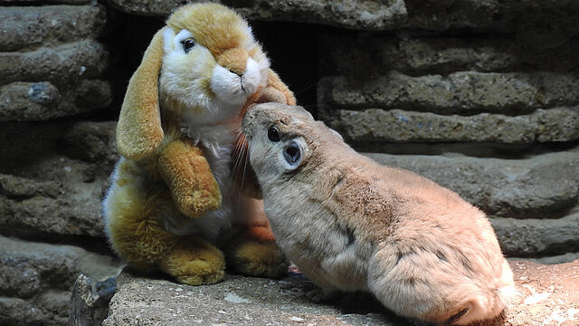 EIn Gundi mit Kuscheltierhase