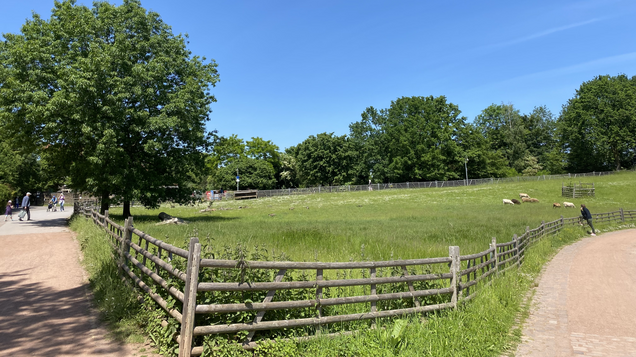 Der Südpark mit Schafen 